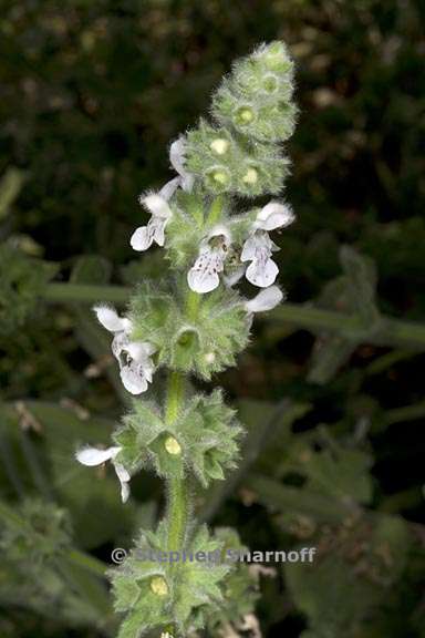 stachys albens 3 graphic